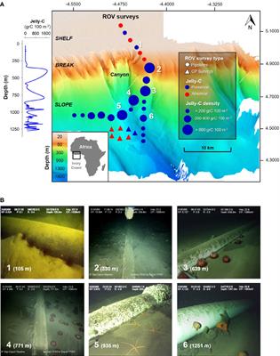 Gelatinous Carbon Impacts Benthic Megafaunal Communities in a Continental Margin